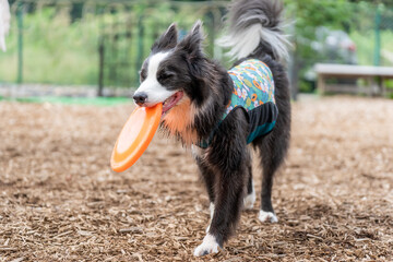 ボーダーコリー 牧羊犬 白い　黒い 犬