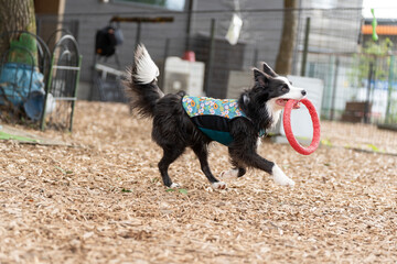ボーダーコリー 牧羊犬 白い　黒い 犬