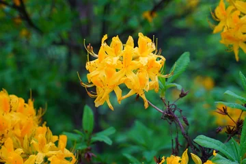 Zelfklevend Fotobehang Golden yellow deciduous azalea flowers © eqroy
