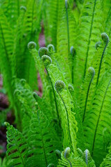 View of a green fern unfurling