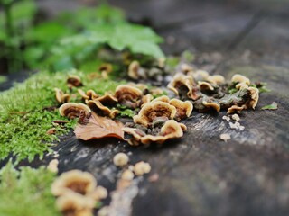 mushrooms on a tree