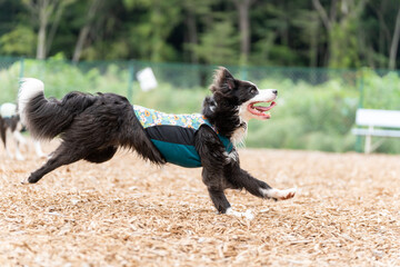 ボーダーコリー 牧羊犬 白い　黒い 犬