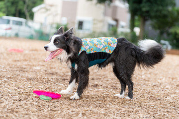 ボーダーコリー 牧羊犬 白い　黒い 犬