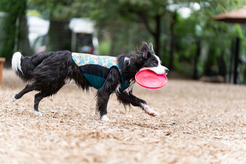 ボーダーコリー 牧羊犬 白い　黒い 犬