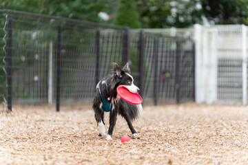 ボーダーコリー 牧羊犬 白い　黒い 犬