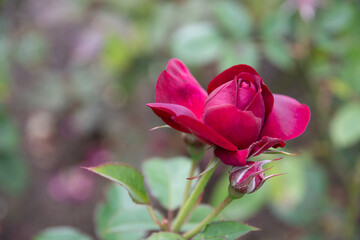 red rose, green, red, open flower