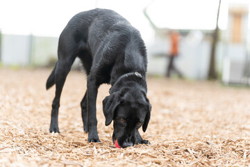 ラブラドール 黒い 大型犬 犬 濡れている かわいい