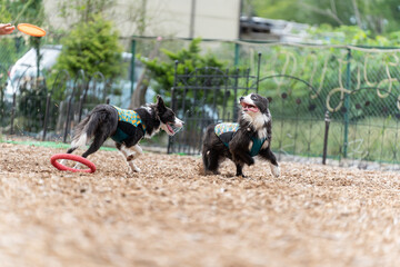 ボーダーコリー 牧羊犬 白い　黒い 犬