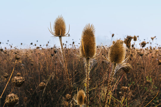 Altweiber an Karde im Feld