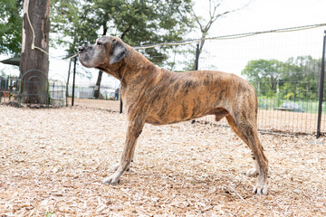 グレートデン 超大型犬 ショードッグ かっこいい 大きい