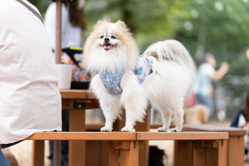 ポメラニアン 小型犬 かわいい ふわふわ ふさふさ