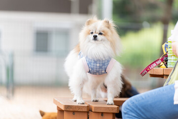 ポメラニアン 小型犬 かわいい ふわふわ ふさふさ