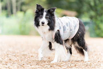 ボーダーコリー 牧羊犬 白い　黒い 犬