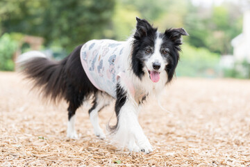 ボーダーコリー 牧羊犬 白い　黒い 犬