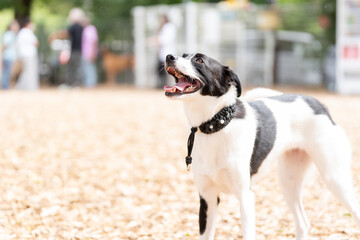犬 ウィペット ラブラドール 白い　黒い