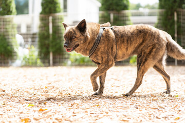 甲斐犬 犬　かわいい　マーブル 茶色い
