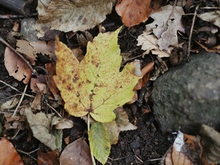 fallen autumn leaves