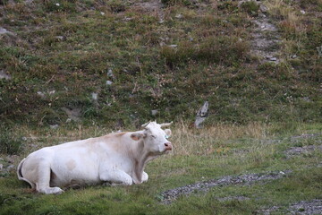 Obraz na płótnie Canvas white charolais cow in the alps