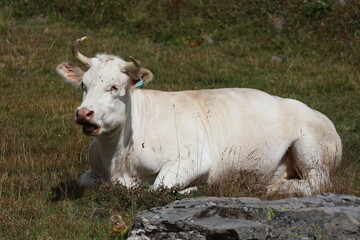 white charolais cow in the alps