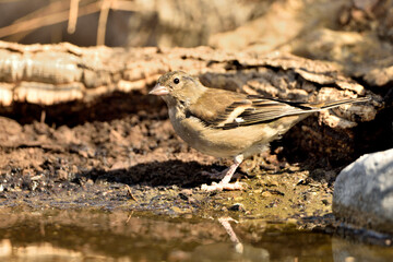 pinzon comun (Fringilla coelebs) comiendo semillas de girasol