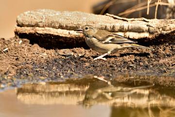 pinzon comun (Fringilla coelebs) comiendo semillas de girasol