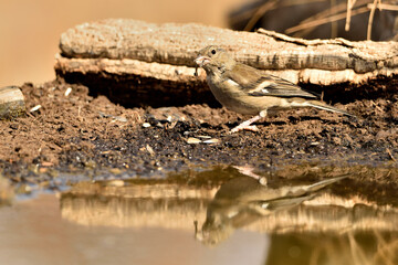 pinzon comun (Fringilla coelebs) comiendo semillas de girasol