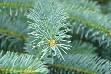 Naklejka na ściany i meble Green fir branches background, nature. Spruce branches, full frame. Close-up. Selective focus.