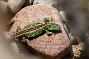Sand lizard on the rock (Lacerta agilis)