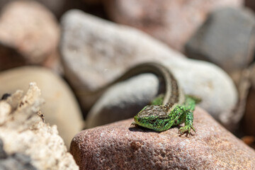 Sand lizard on the rock (Lacerta agilis)