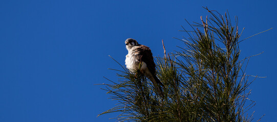 Photograph of a American kestrel. The bird was found on the beach of Xangri-lá, in Rio Grande do Sul, Brazil.	