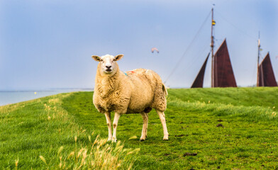 Obraz premium sheep in the field