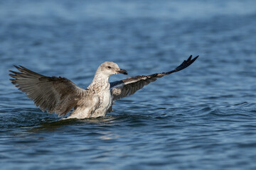 seagull landing in the sea