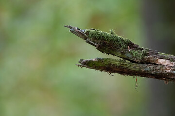 bough of an old tree on a green background