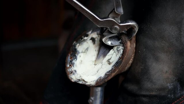 farrier hoof care trimming close-up