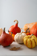 Obraz premium Autumn pumpkin set still life holiday concept hokkaido