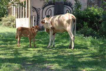 cow and calf © Vincent