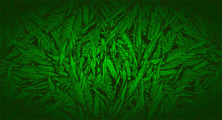 Green Leaf Cannabis marijuana ganja weed Background