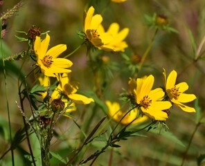 yellow flower in the garden