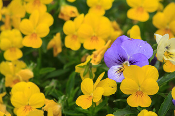 A single blue pansy flower among yellow pansies