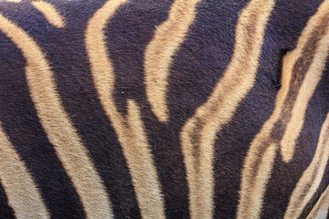 A closeup of zebra stripes