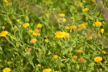 Closeup of common fleabane flowers with selective focus on foreground