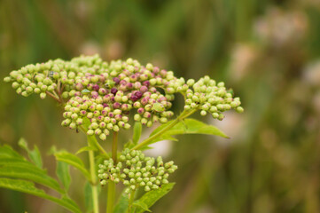 Closeup of dwarf elder buds with green blurred plants on background