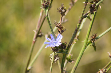 Closeup of common chicory flower with selective focus on foreground