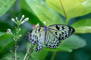 butterfly on leaf