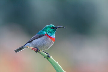 A male lesser double-collared sunbird (Cinnyris chalybeus) with breeding plumage resting on an aloe...