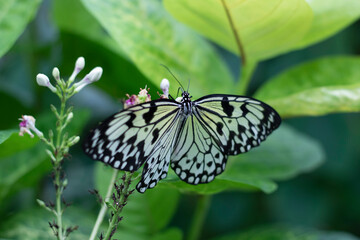 butterfly on a flower