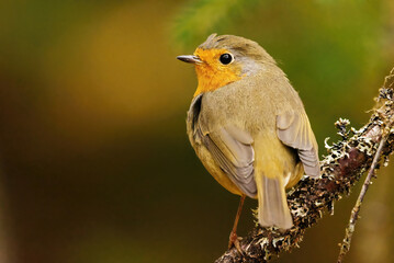 European robin (erithacus rubecula) sitting on a branch in the forest.