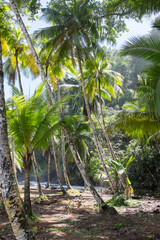 Fototapeta na wymiar Bosque de palmeras en Playa Ventanas en la costa del Pacífico de Costa Rica