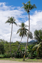 Palmeras en la costa del Pacífico de Costa Rica
