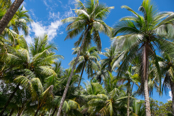 Fototapeta premium Palmeral en la costa del Pacífico de Costa Rica